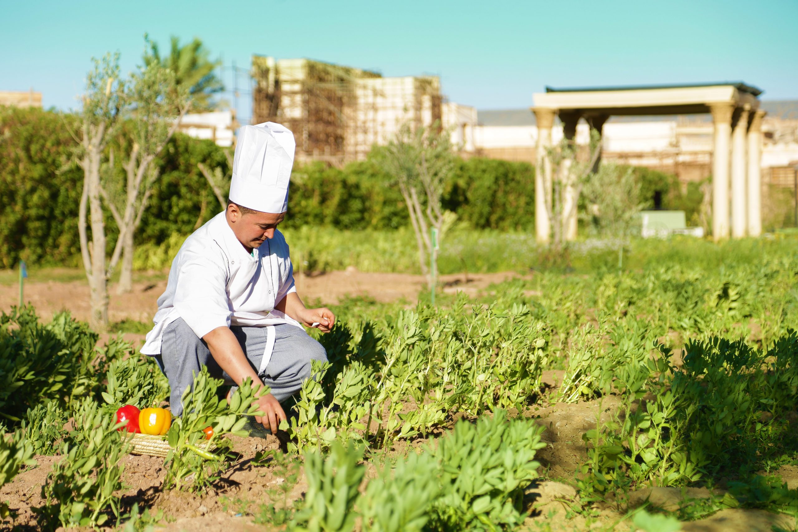 Kitchen Garden – Oscar Hotel